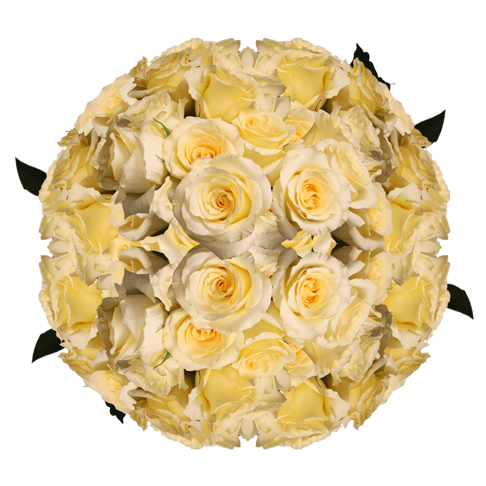 Light Yellow Roses For Sale Online 100 Roses Delivery Lot of Roses