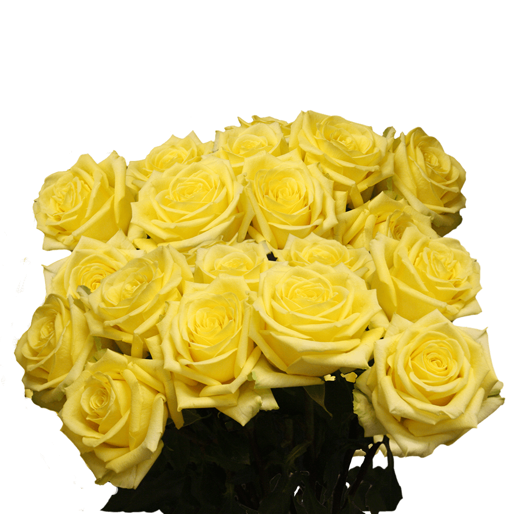 Light Yellow Roses Send Roses Online Cheap Roses Free Delivery