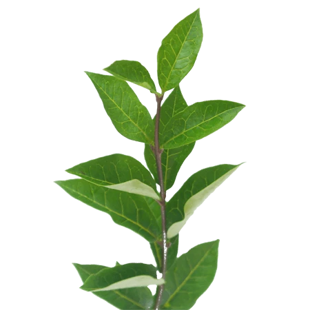 LIGUSTRUM