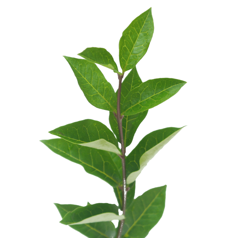 LIGUSTRUM