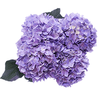 Lilac Hydrangeas 10 (OC) For Delivery to West_Hollywood, California