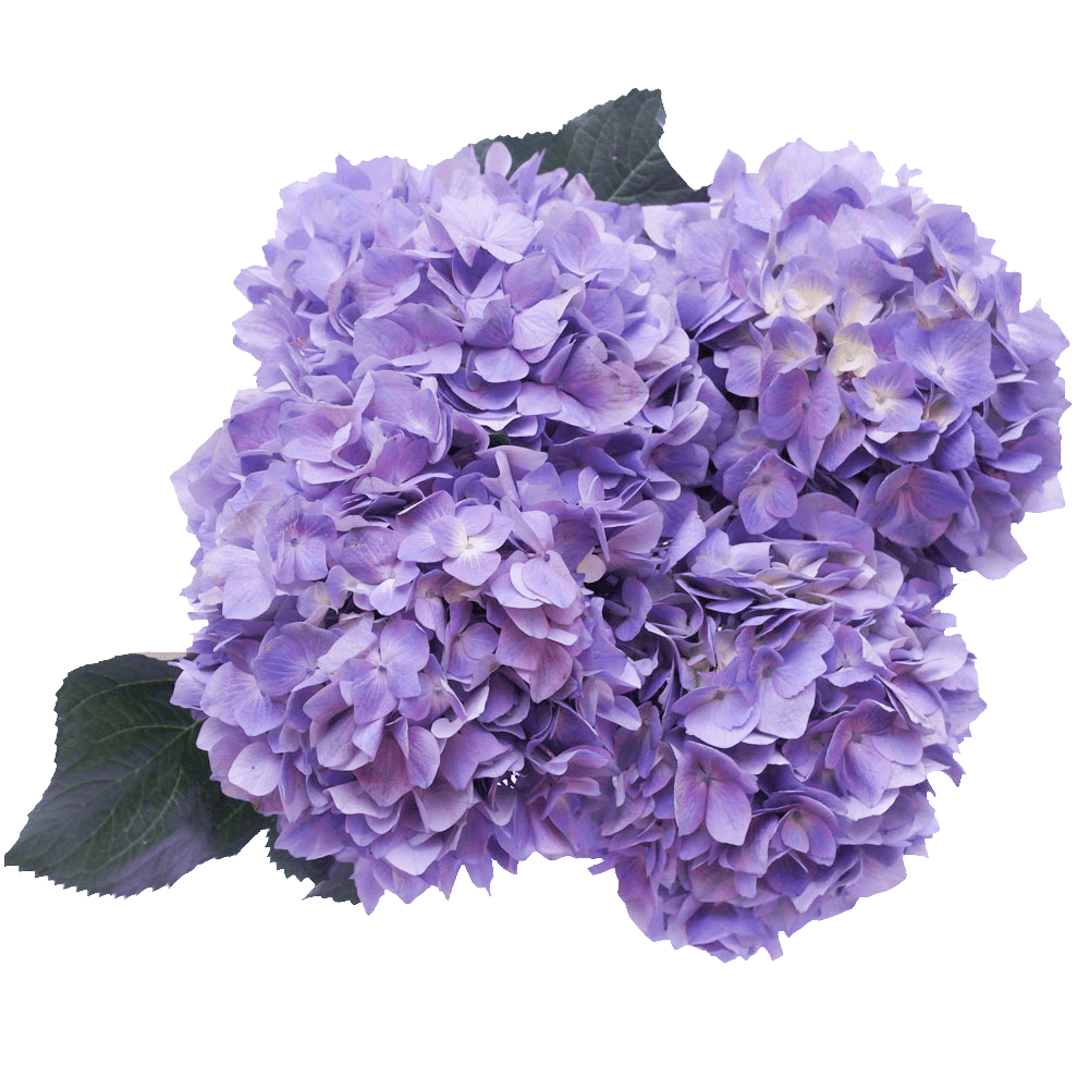 Lila Hydrangea Flowers Lowest Prices Online