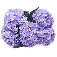 Lilac Hydrangeas 20 (QB) For Delivery to Saginaw, Michigan