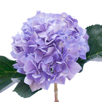 Lilac Hydrangeas Qty For Delivery to Green_Bay, Wisconsin