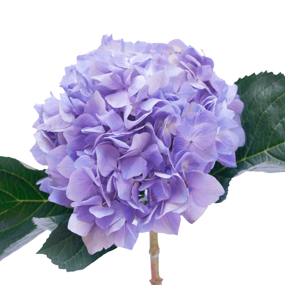 Lilac Hydrangeas Qty For Delivery to Cumming, Georgia