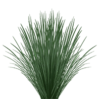Qty of Lily Grass For Delivery to Vicksburg, Mississippi