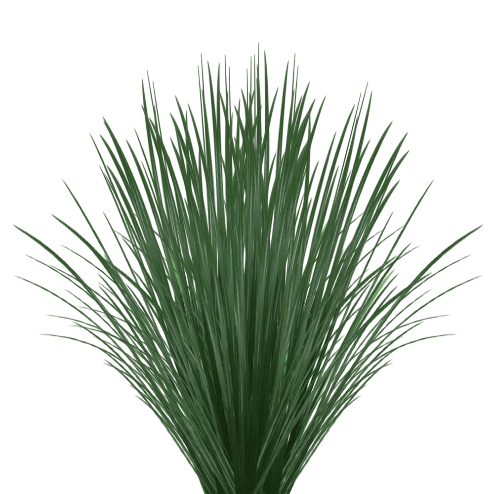 Qty of Lily Grass For Delivery to Smyrna, Georgia