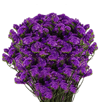 (QB) Statice Purple 10 Bunches For Delivery to Pennsylvania