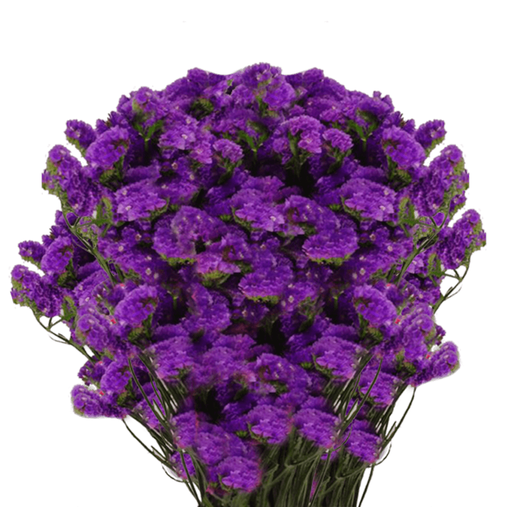 Limonium Statice Flowers Purple Filler Flowers