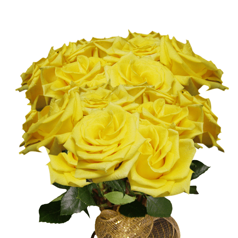 Live Roses Long Stem Yellow Roses Delivery Shop Roses Online