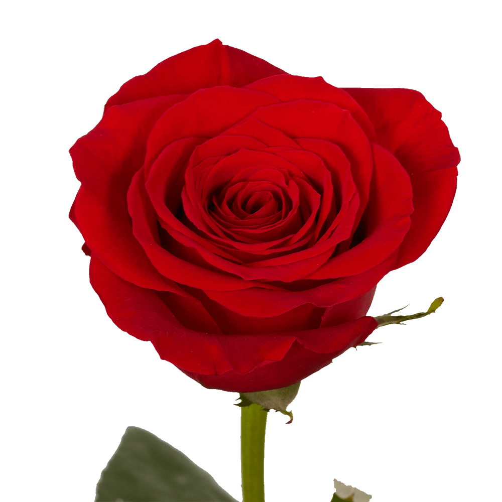 Long Elegant Dozen Red Roses