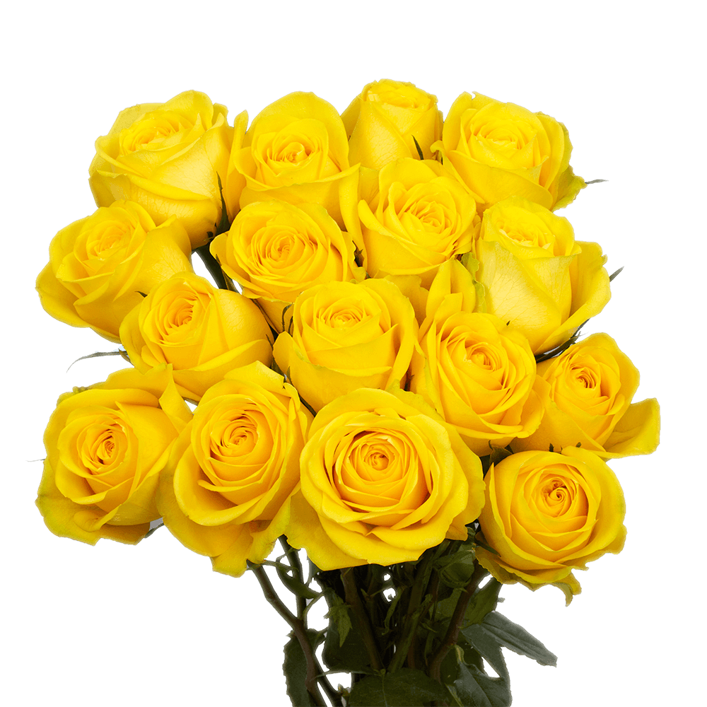 Long Stem Big Yellow Roses
