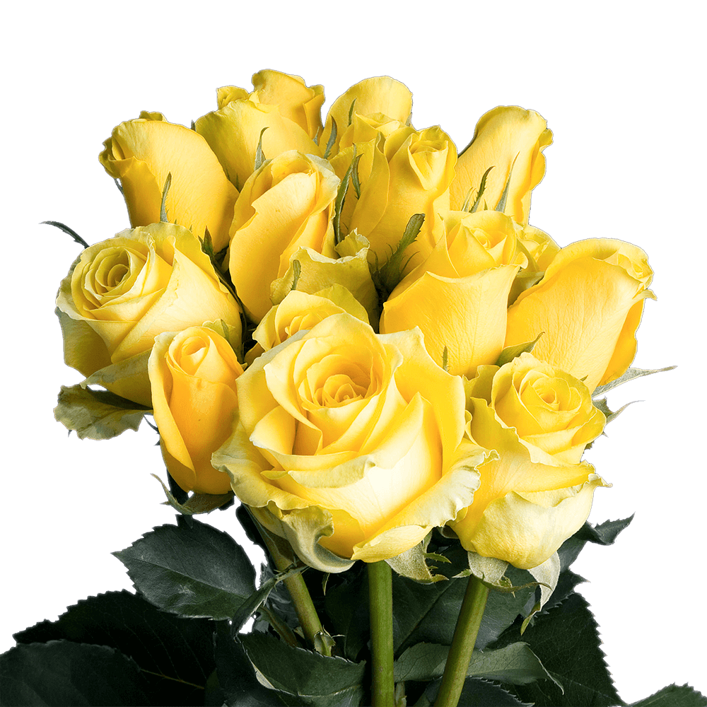 Long Stem Bright Golden Yellow Roses