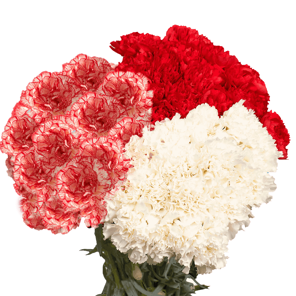 Long Stem Christmas Color Carnations
