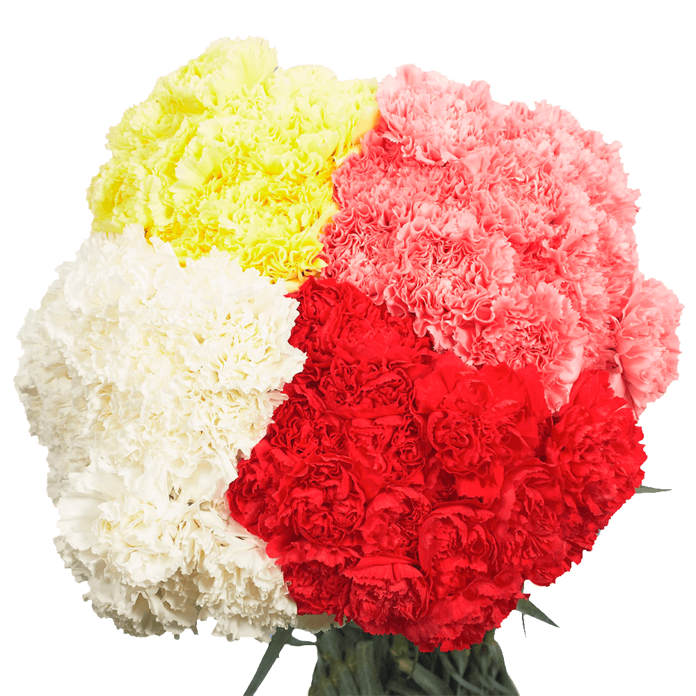Long Stem Color Carnations