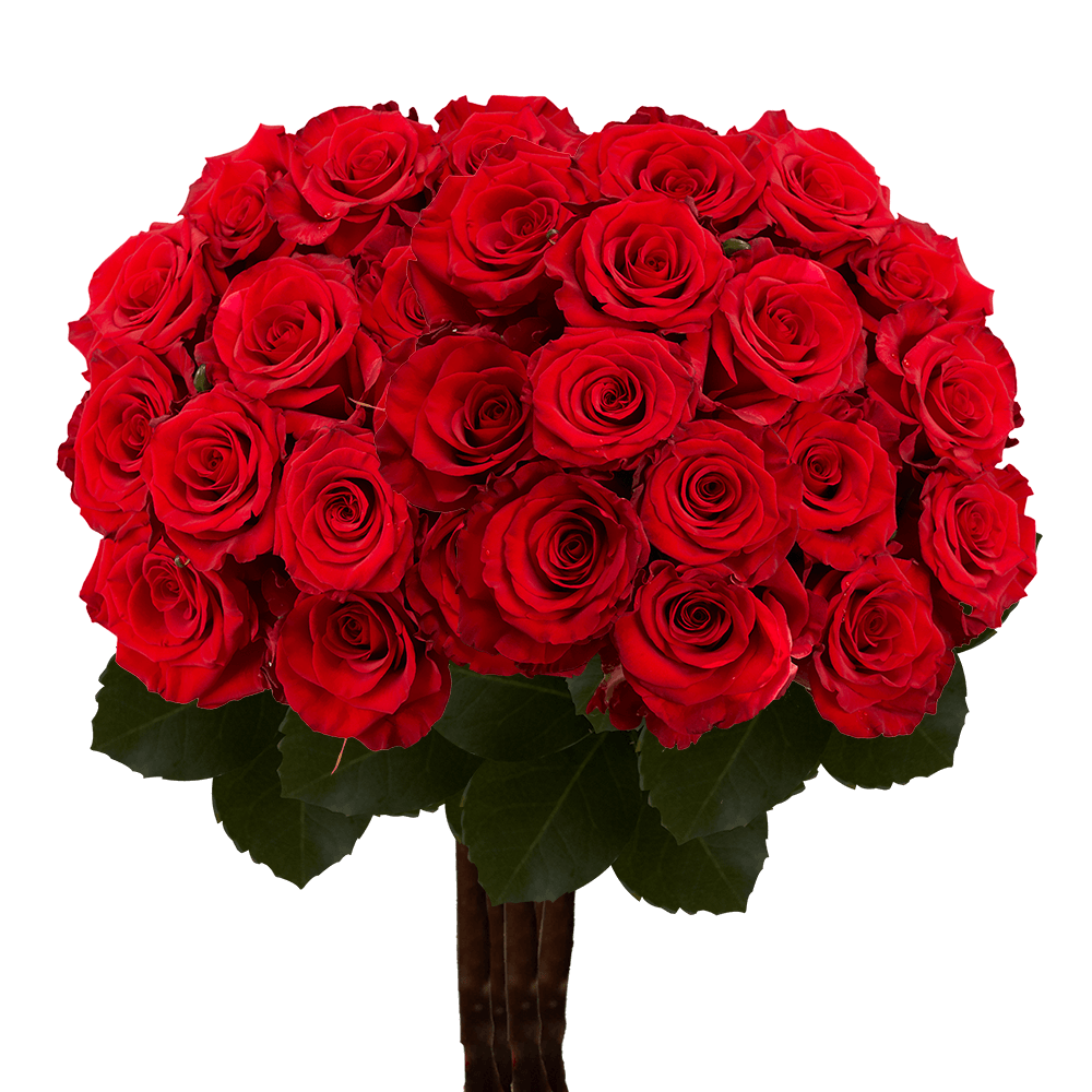 (QB) Rose Long Red Paris For Delivery to Santa_Barbara, California