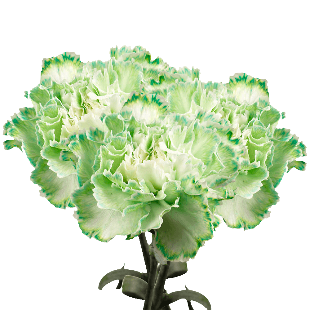 Long Stem Green Carnations
