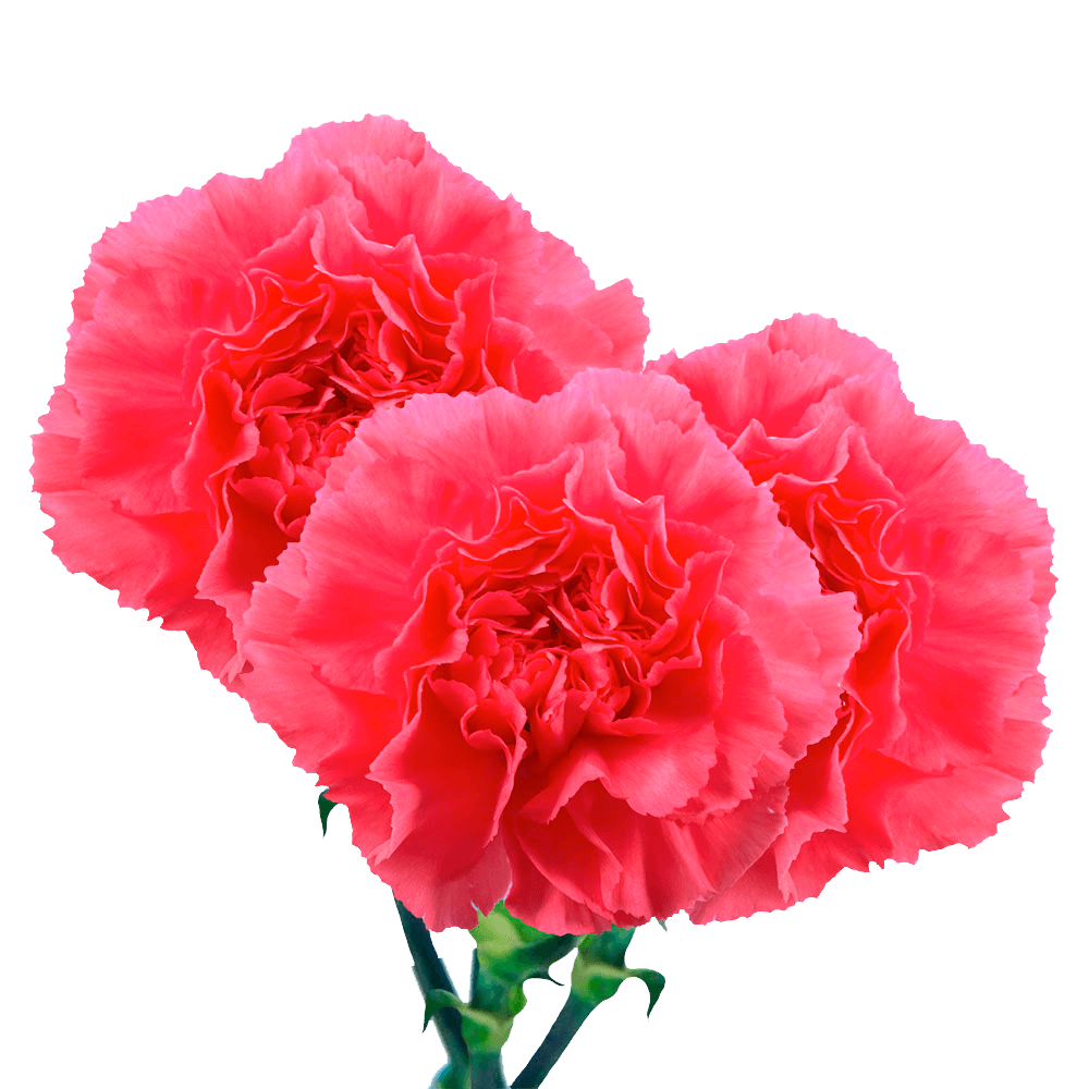 Long Stem Hot Pink Carnations