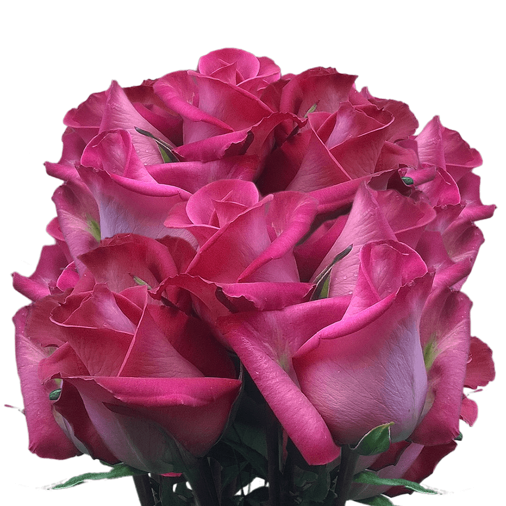 Long Stem Hot Pink Roses Florist Boxed Long Stemed Roses