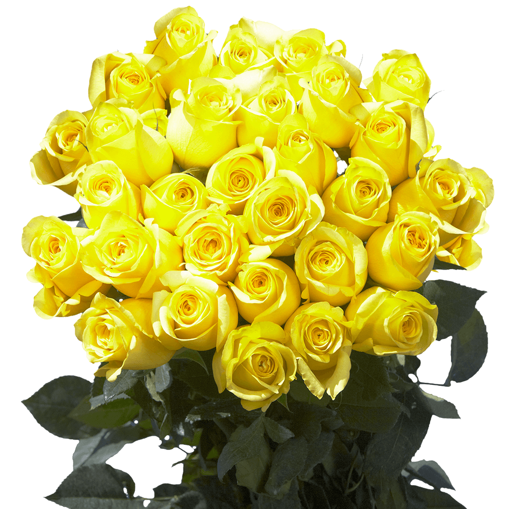 Long Stem Lemon Yellow Roses