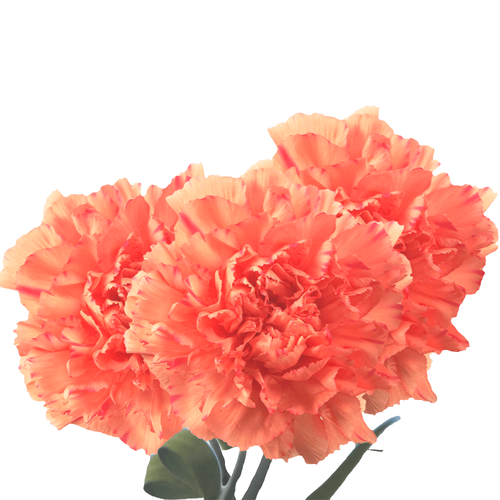 Long Stem Orange Carnations