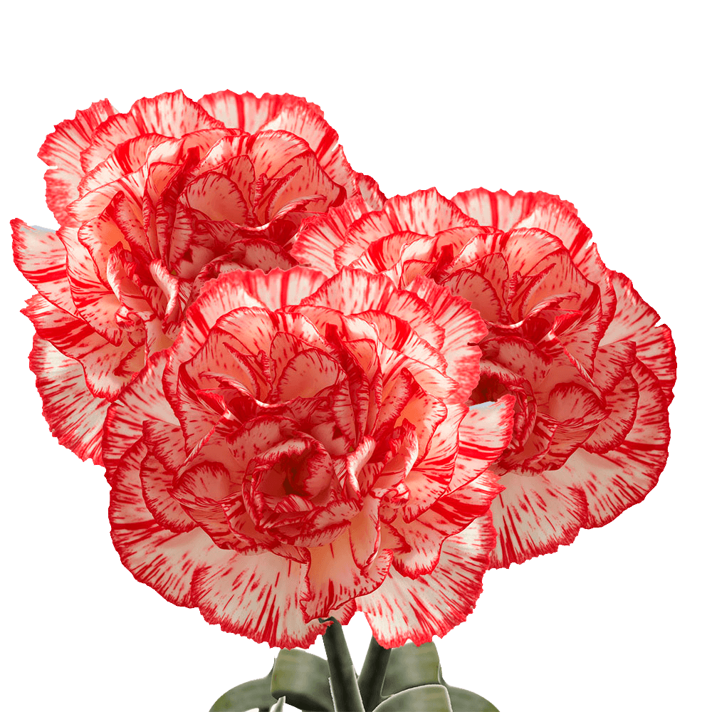 Long Stem Peppermint Carnations