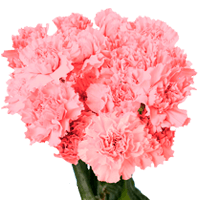 (HB) Carn Sel Light Pink Pack 12 Bunches For Delivery to Alaska