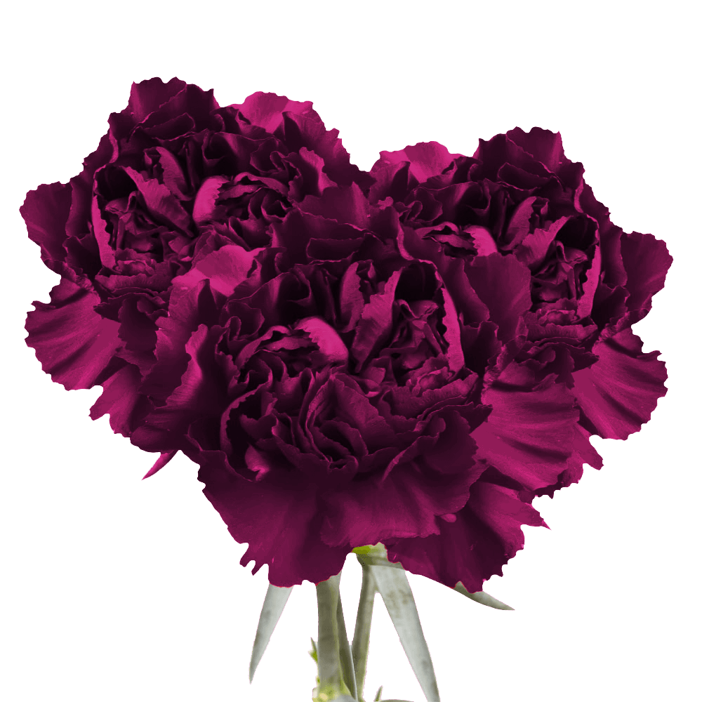 Long Stem Purple Carnations