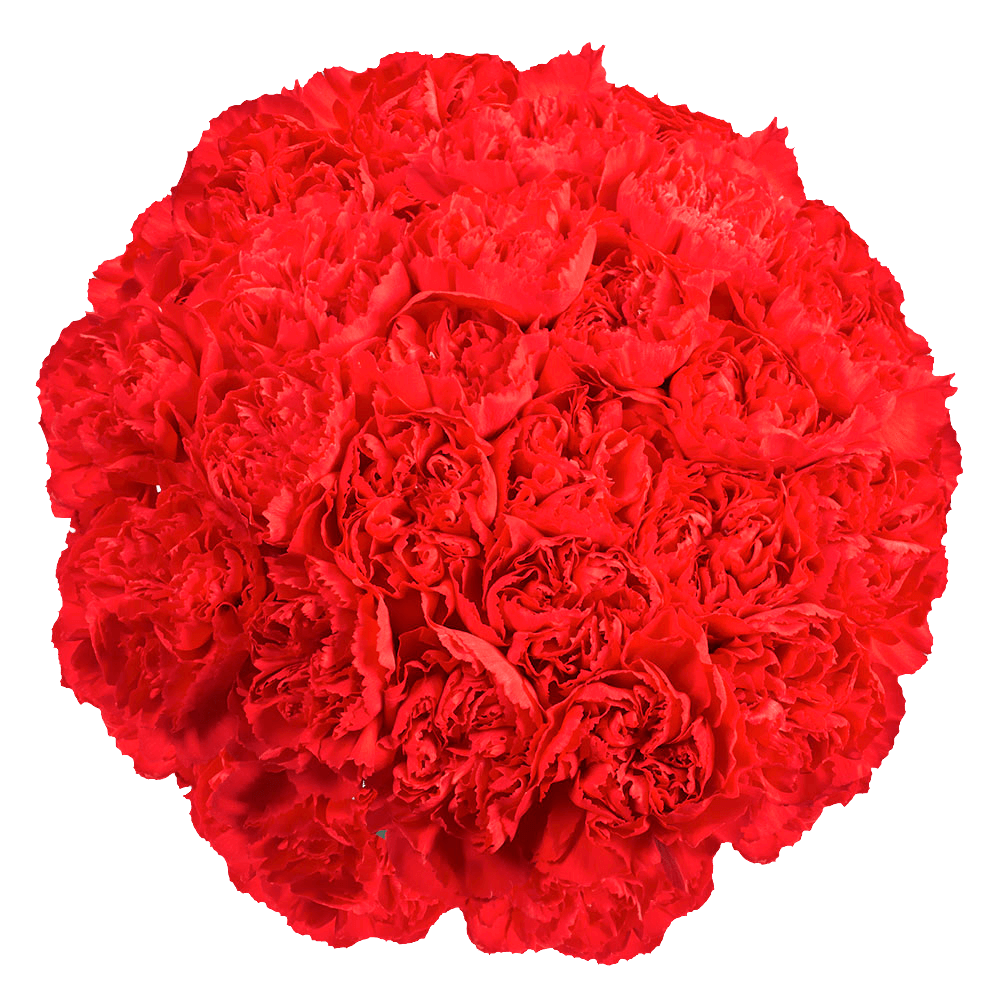 Long Stem Red Carnations