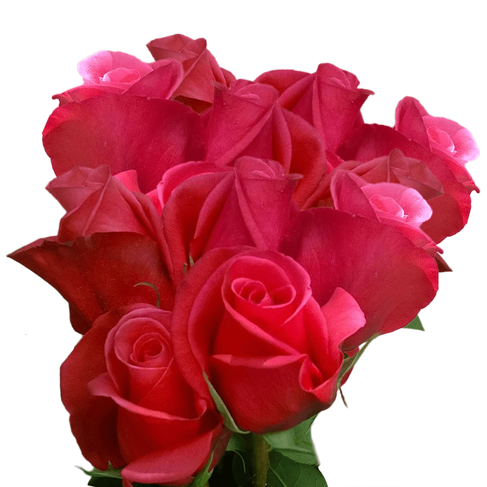 Long Stem Red Coral Fuchsia Roses Fresh Cut Roses for Sale