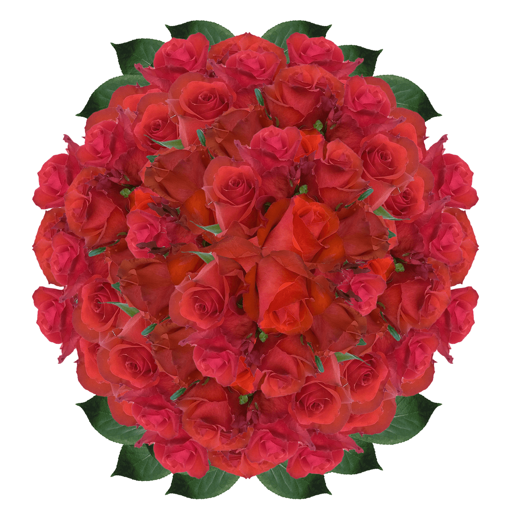 Long Stem Red Roses Bulk Fresh Cut Roses Send Roses Online