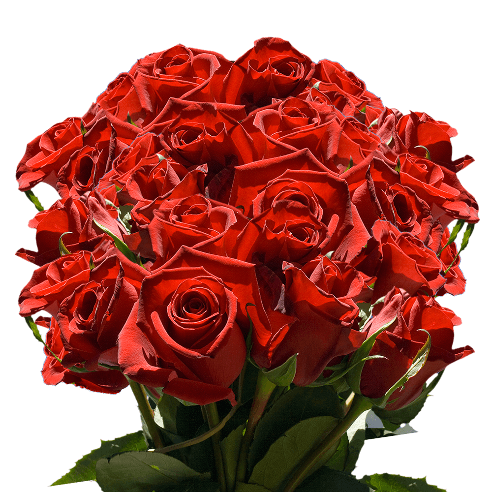 Long Stem Red Roses Flowers