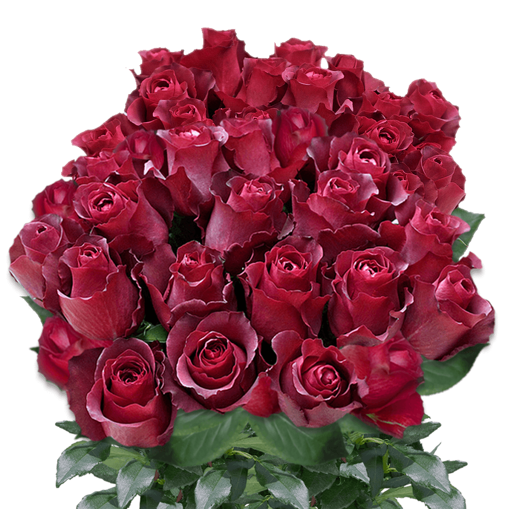 Long Stem Terracotta Roses Order Roses Online for Delivery