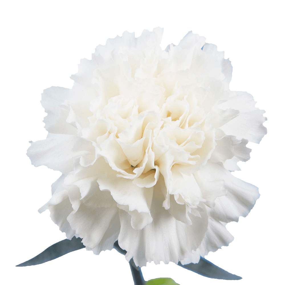 Long Stem White Carnations