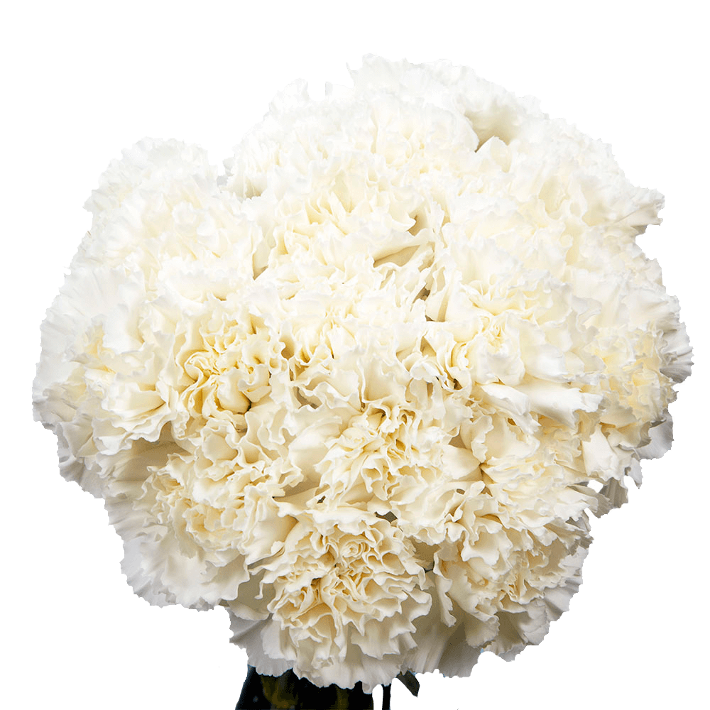 Long Stem White Carnations