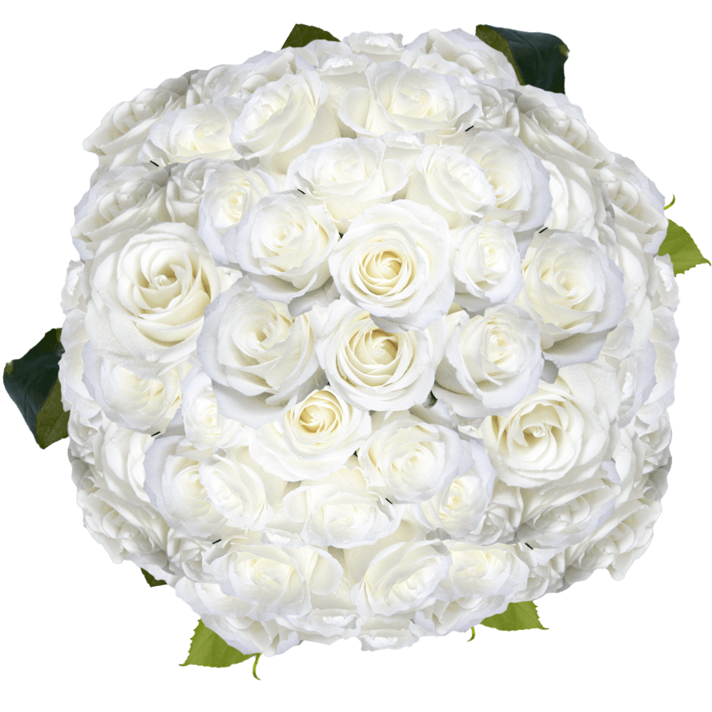 Long Stem White Roses Wholesale Valentine's Day Flowers