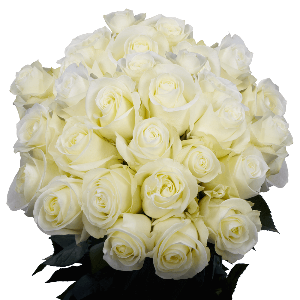 Long Stem Wholesale White Roses