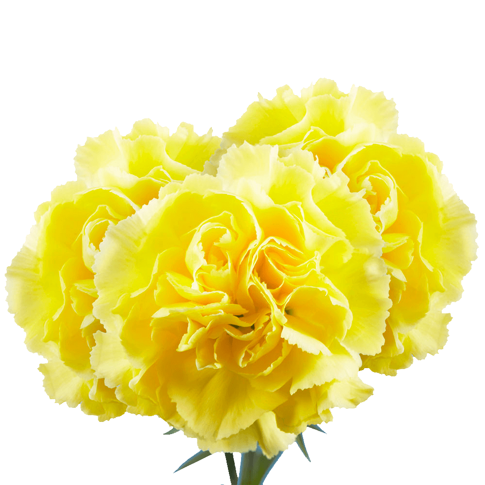 Long Stem Yellow Carnations