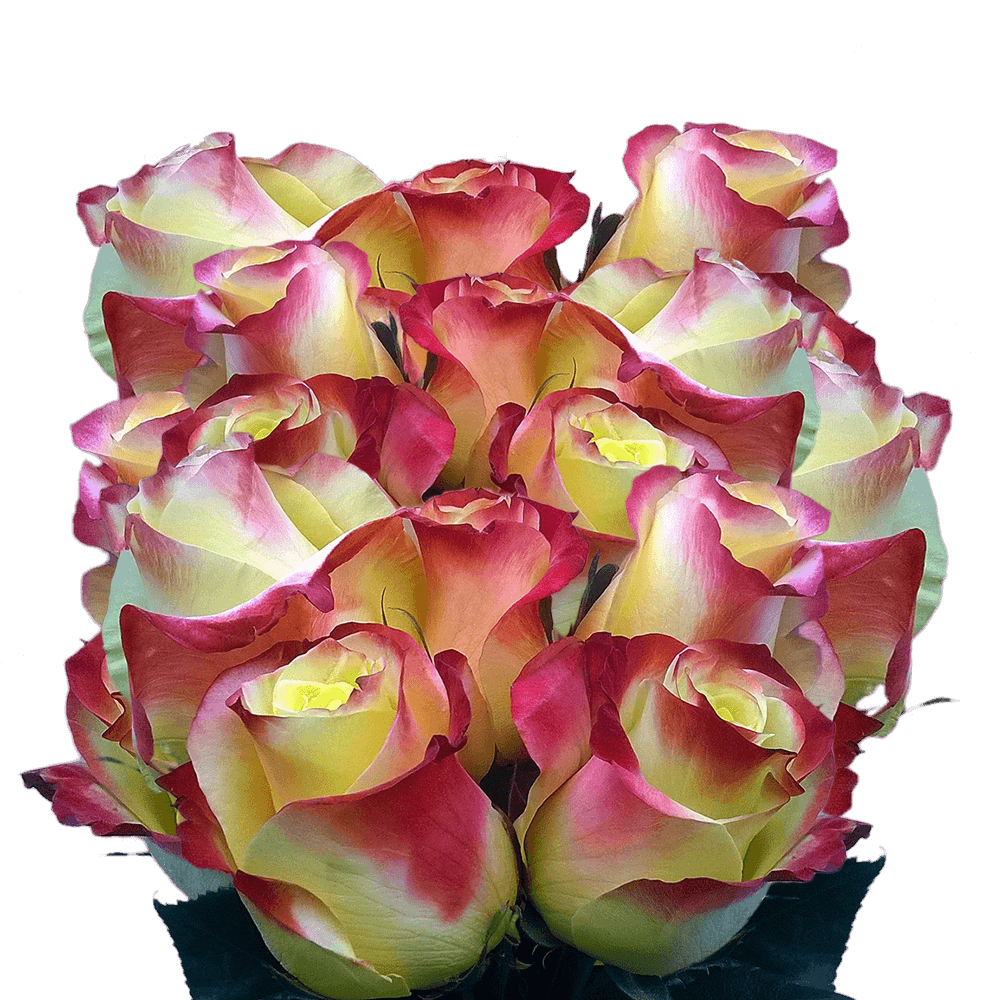 Long Stem Yellow Roses with Blush Red Tips Roses Red Edges