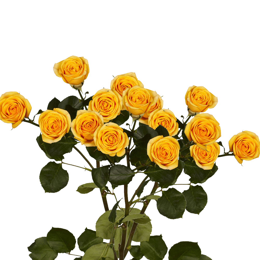 Long Stem Yellow Spray Roses