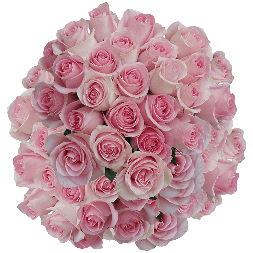 Luciano Roses Flowers For Sale Online