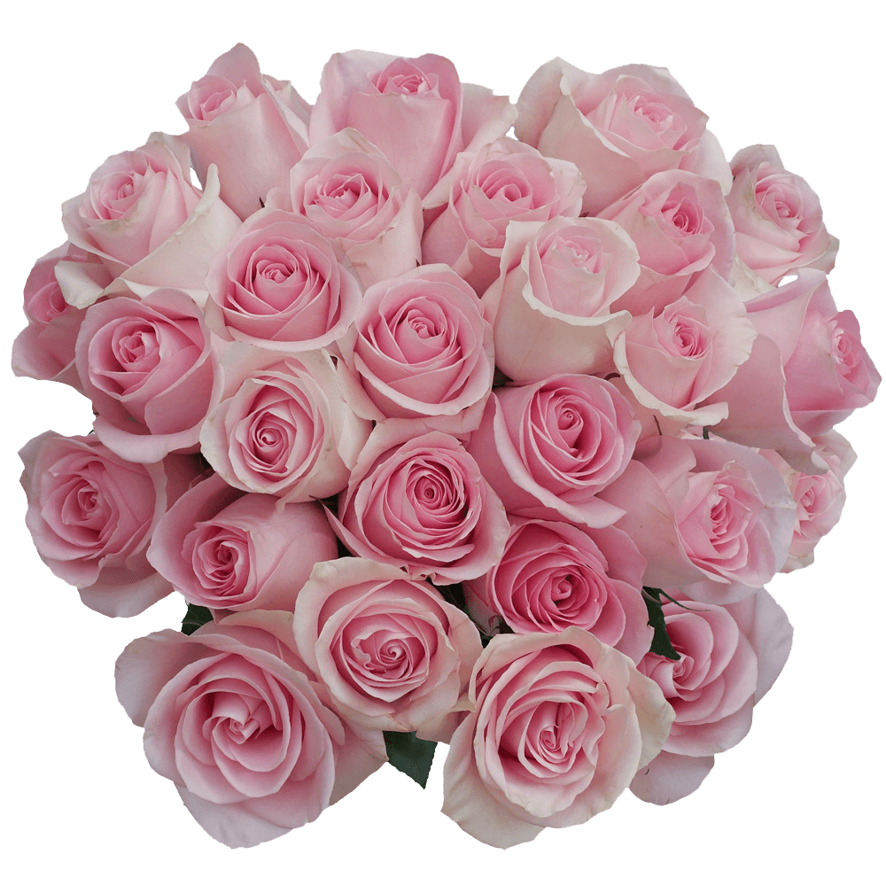 Luciano Roses Light Pink Free Online Delivery