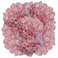 (HB) Rose Sht Luciano 250 Stems 10 Bunches For Delivery to Alaska