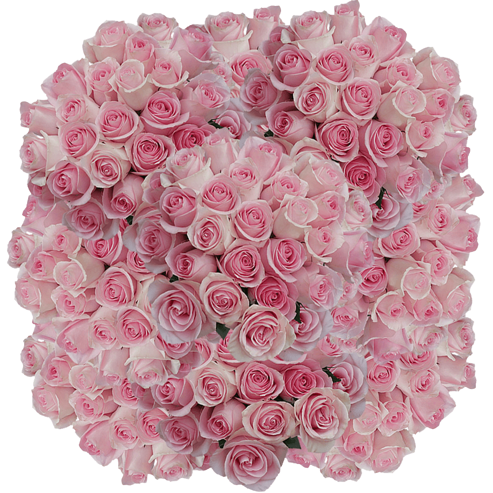 Luciano Roses Light Pink Fresh Cut Flower Delivery