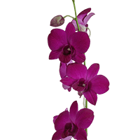 Orchids Madam Pink 70 (QB) For Delivery to Rocklin, California