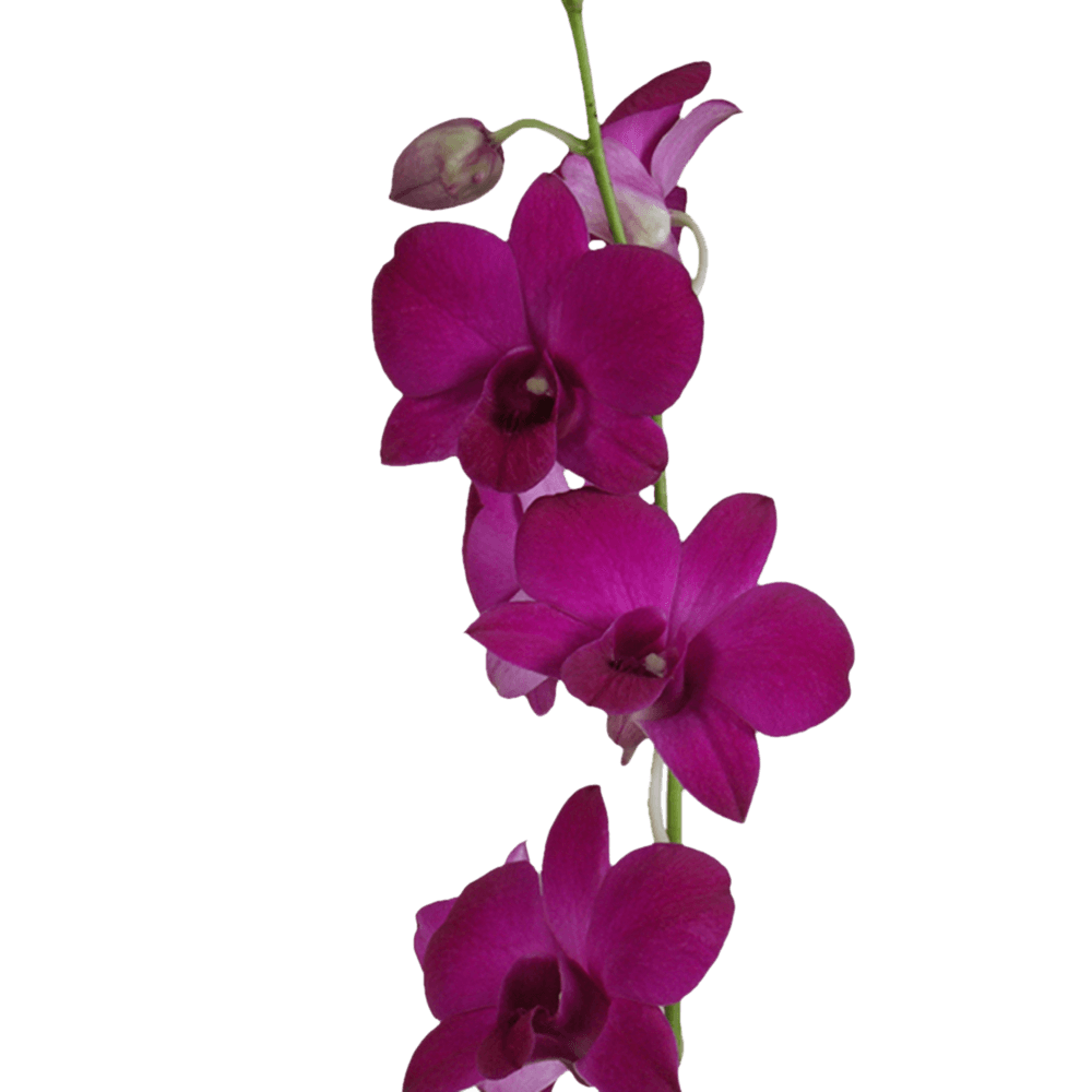 Madam Pink Dendrobium Orchids Online Discount Prices