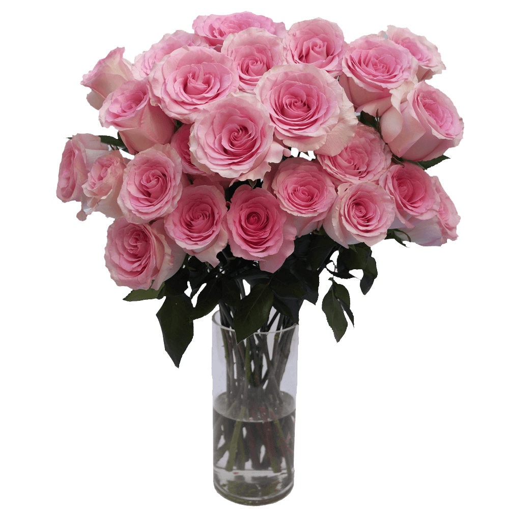 Mondella Roses Mandala Roses Light Pink Champagne Free Online Delivery