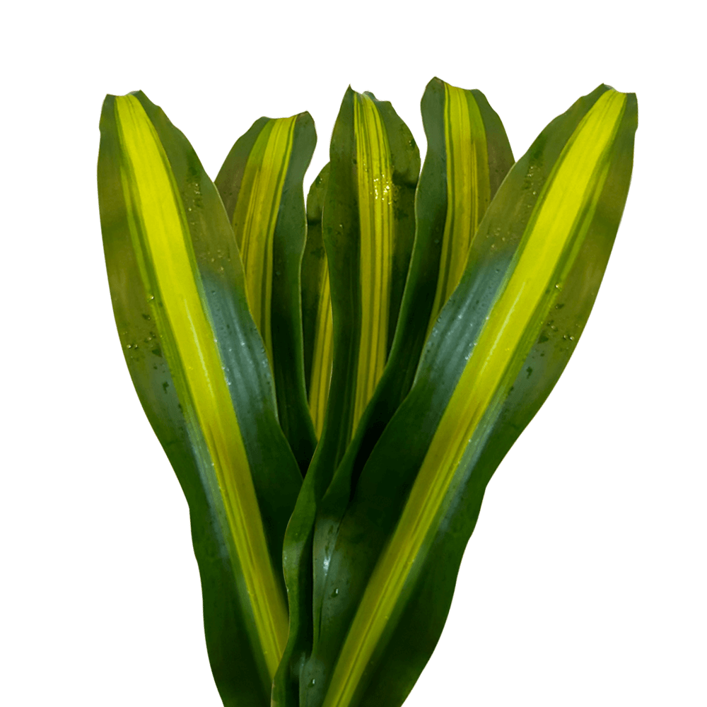 Masajeana Variegated 250 Stems