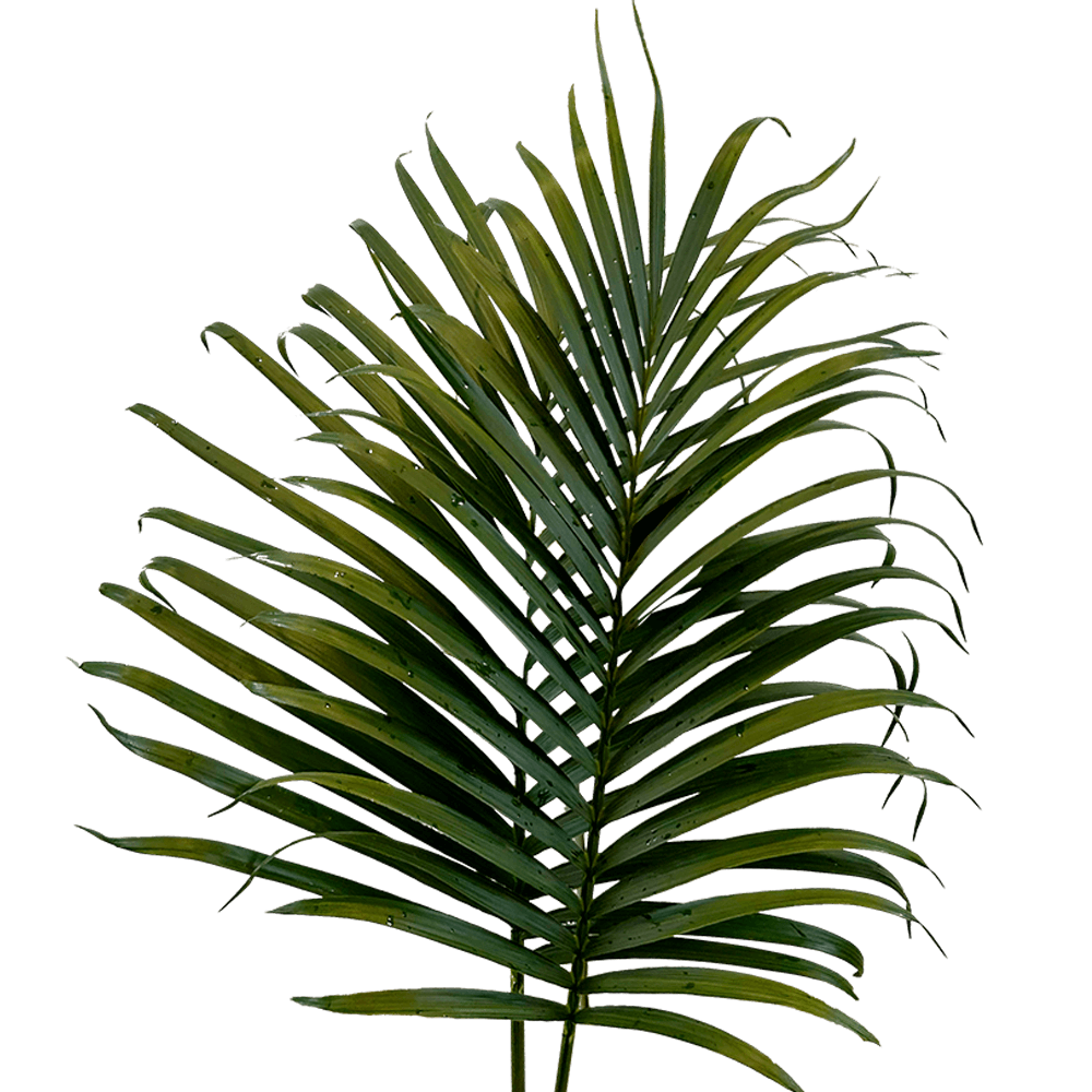 Medium Areca Palm Leaves Tropical Greenery Online Delivery  Bunch of 150 Stems