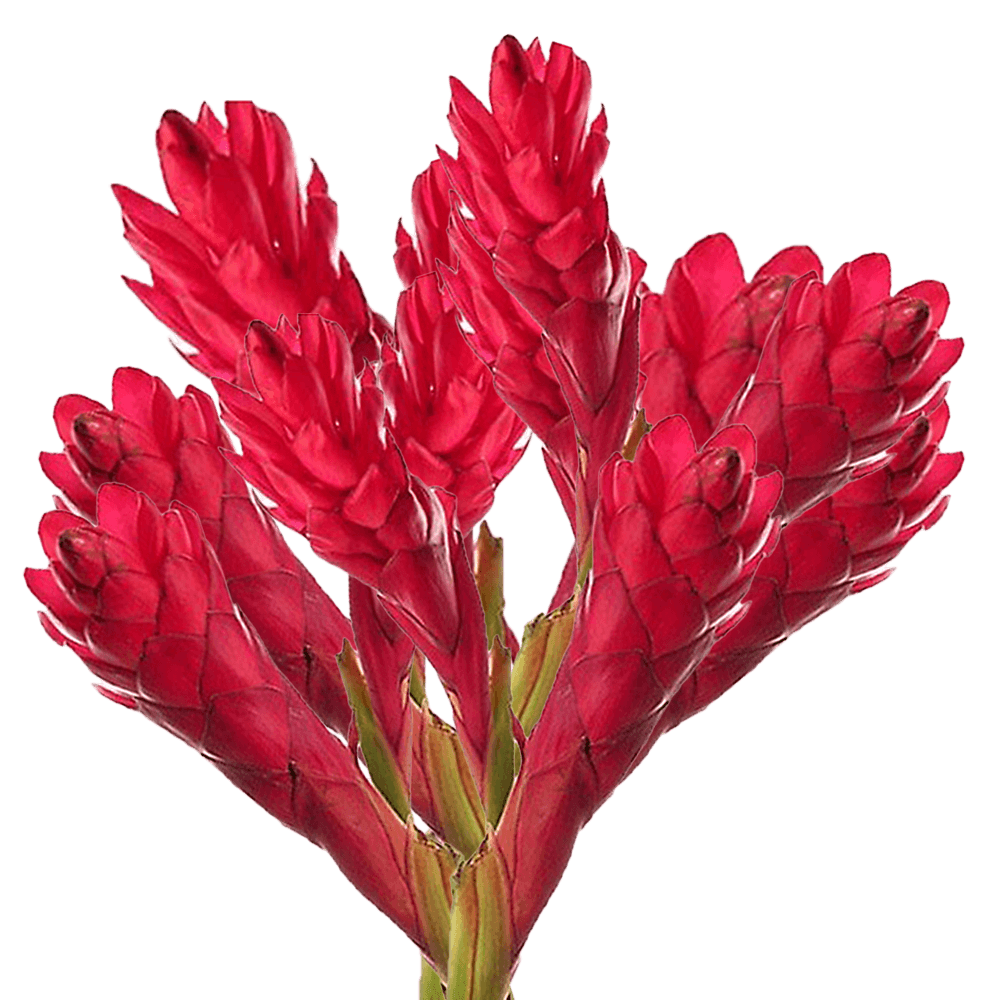 Medium Red Ginger Leaves Tropical Greenery Online Delivery  Bunch of 80 Stems